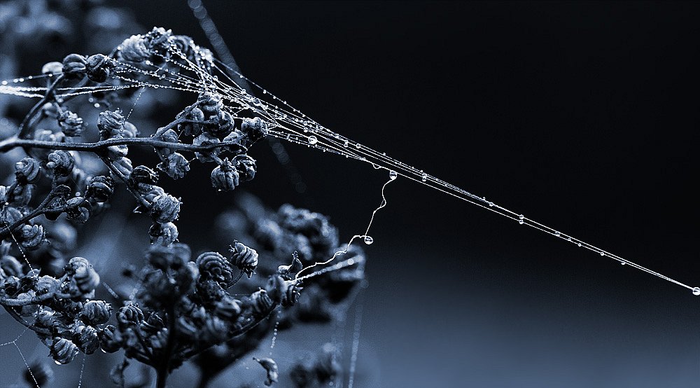networks